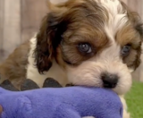 Cavachon Puppies For Sale Fairfield Furbabies